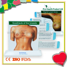 Modelo de educação anatômica do peito com cartões extraíveis (PH6110)